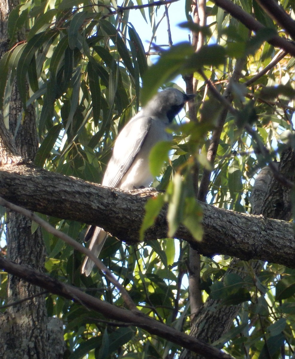 Black-faced Cuckooshrike - ML249855961