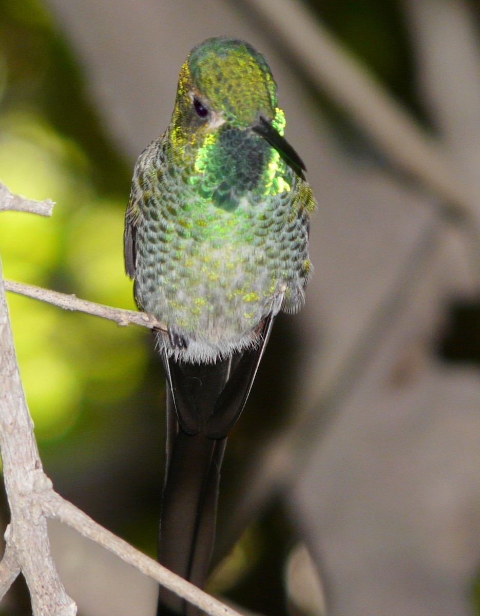 Red-tailed Comet - Juan Teloni