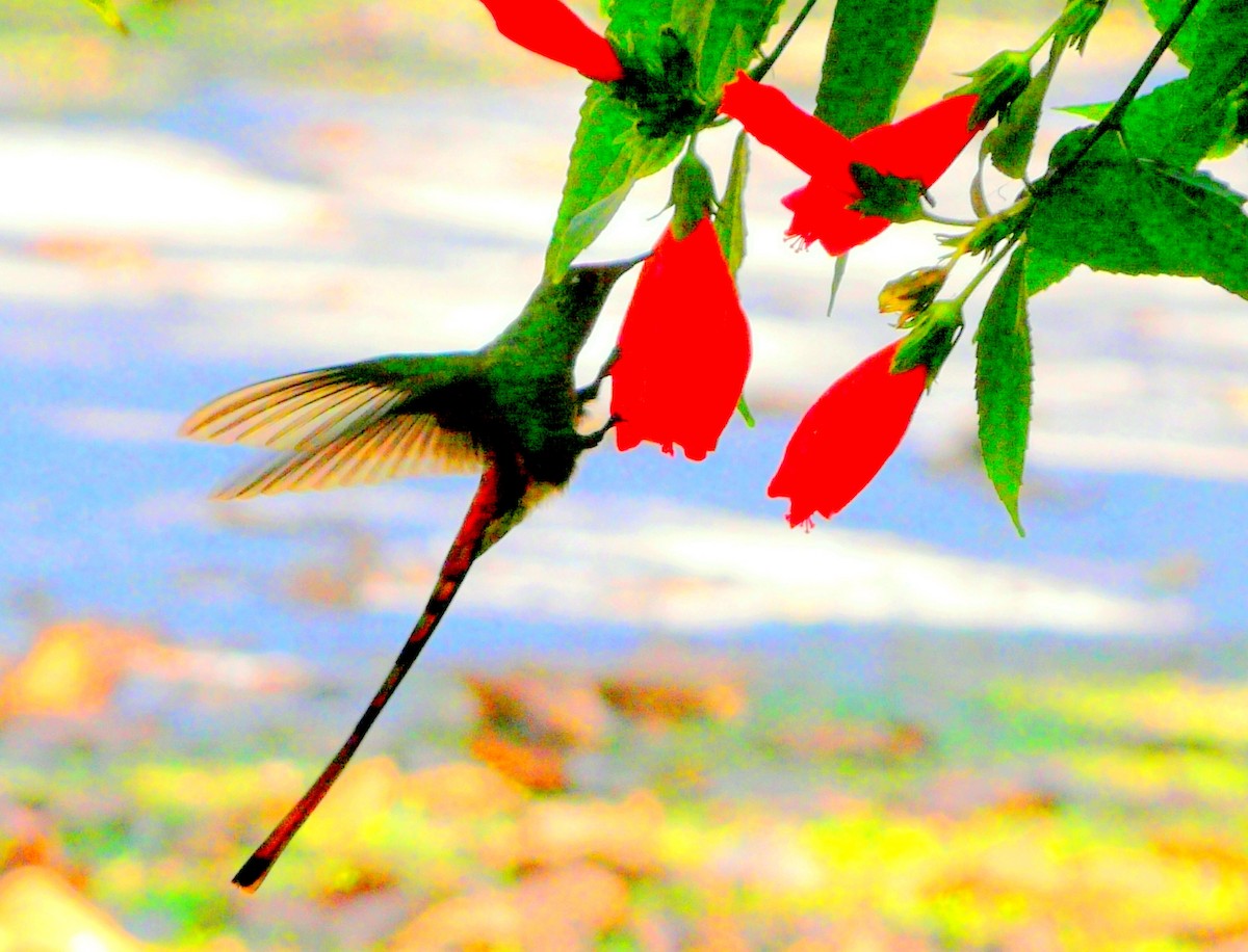 Red-tailed Comet - Juan Teloni