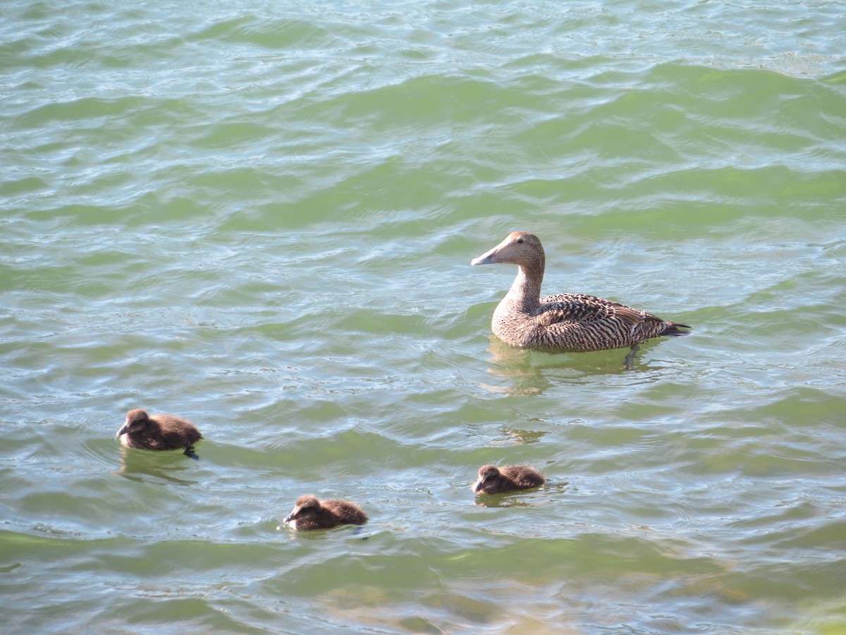 Common Eider - ML249857571