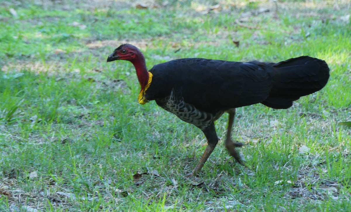 Australian Brushturkey - ML249857771