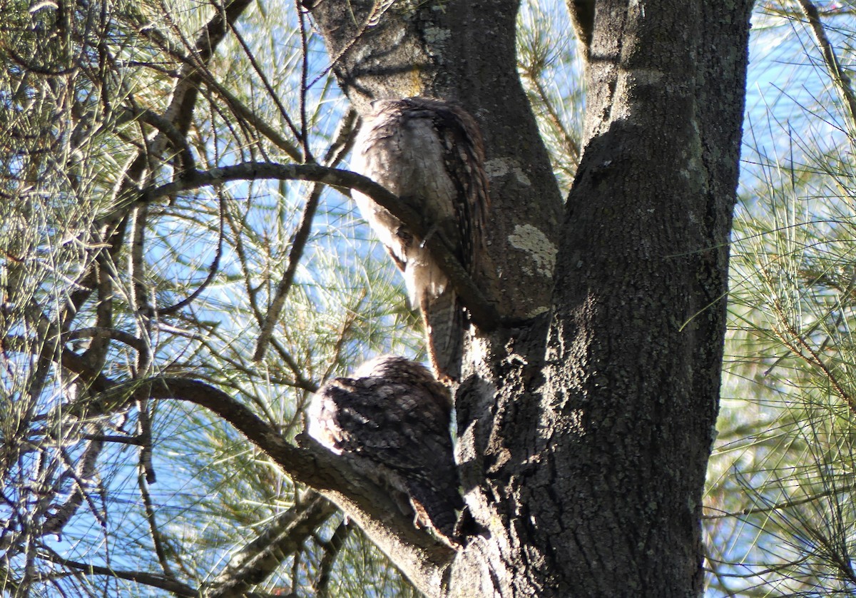 Tawny Frogmouth - ML249858041