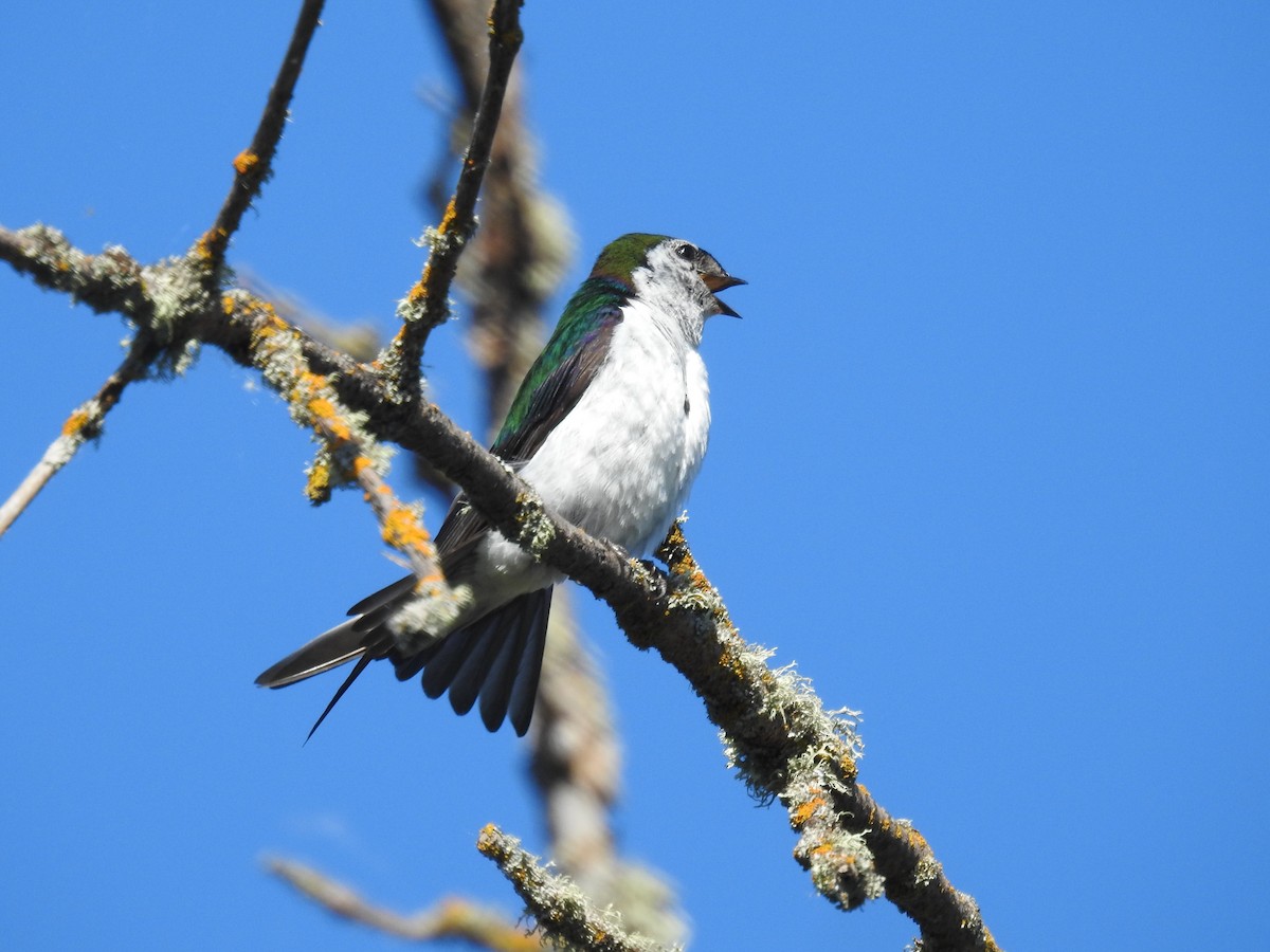 Violet-green Swallow - ML249859311