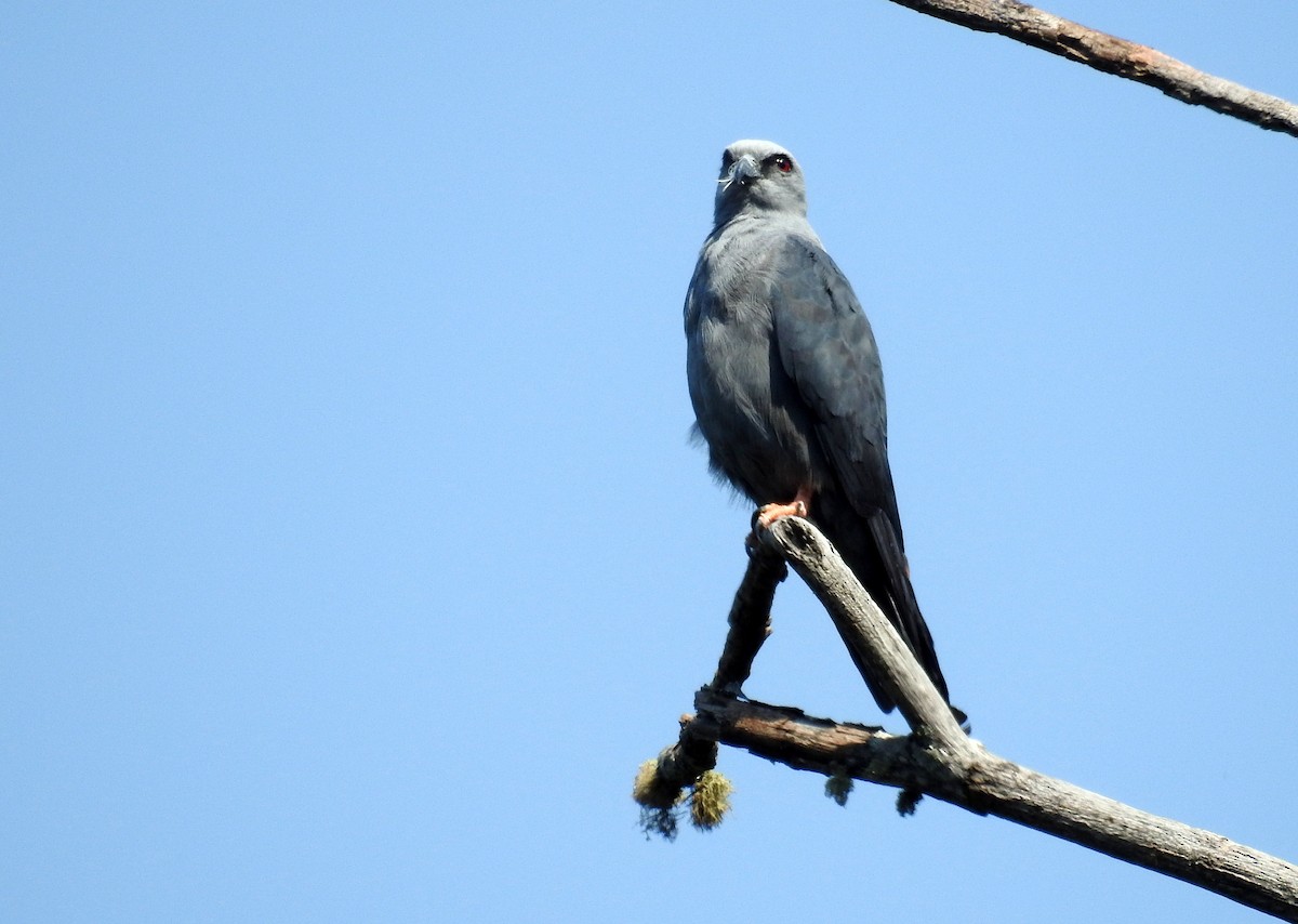 Plumbeous Kite - ML24986021