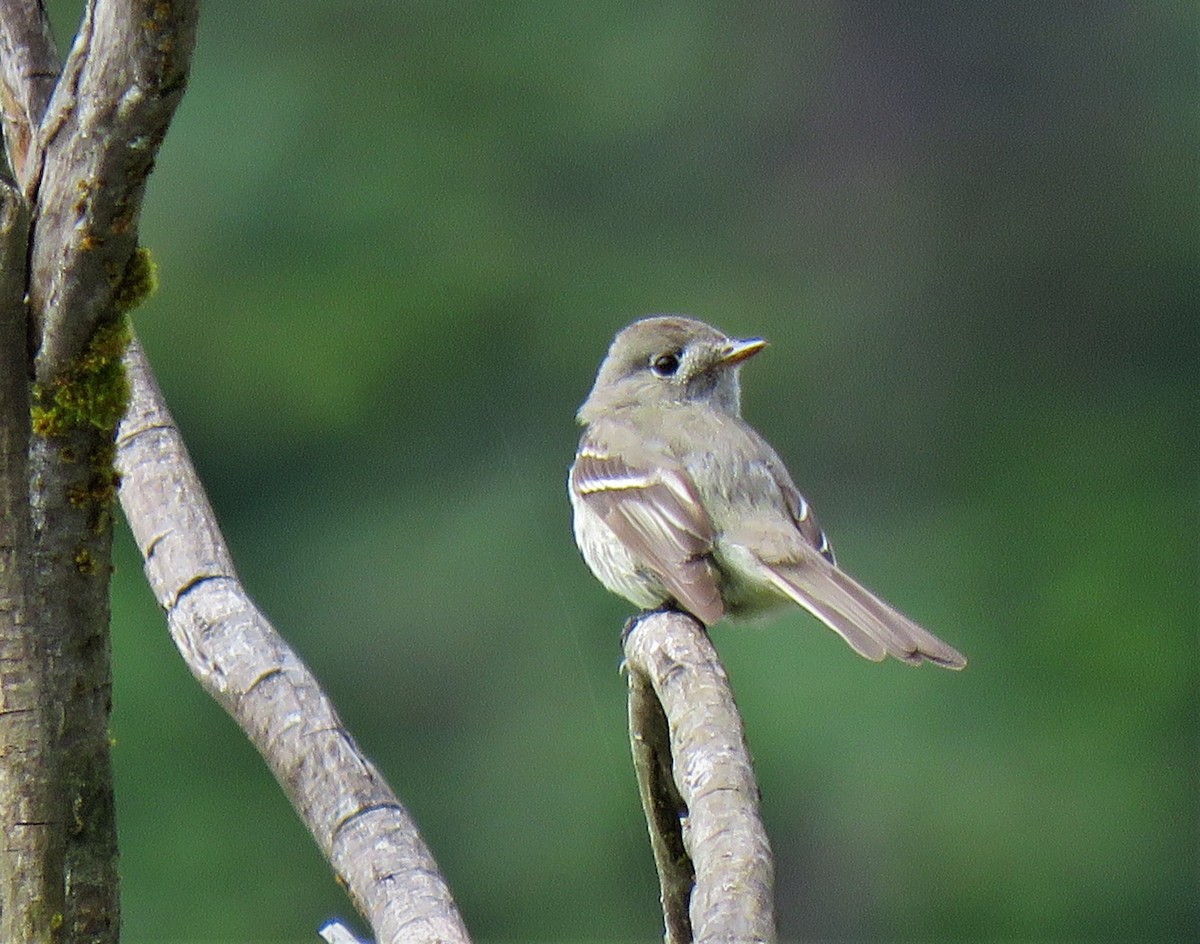 Hammond's Flycatcher - Teresa Weismiller