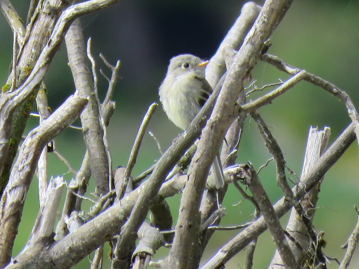 Hammond's Flycatcher - Teresa Weismiller