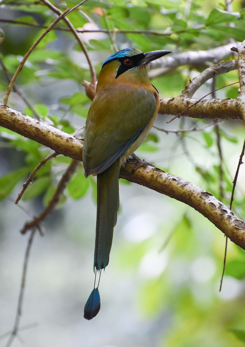 Blue-capped Motmot - ML249861131