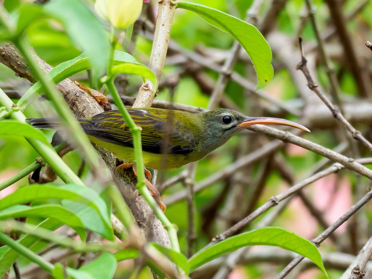 Little Spiderhunter - ML249862451