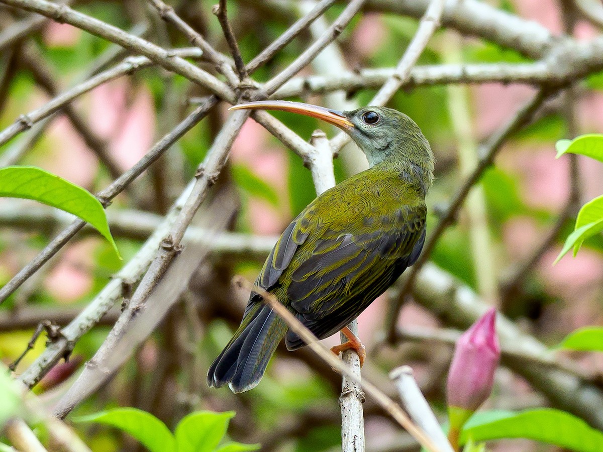 Little Spiderhunter - ML249862471