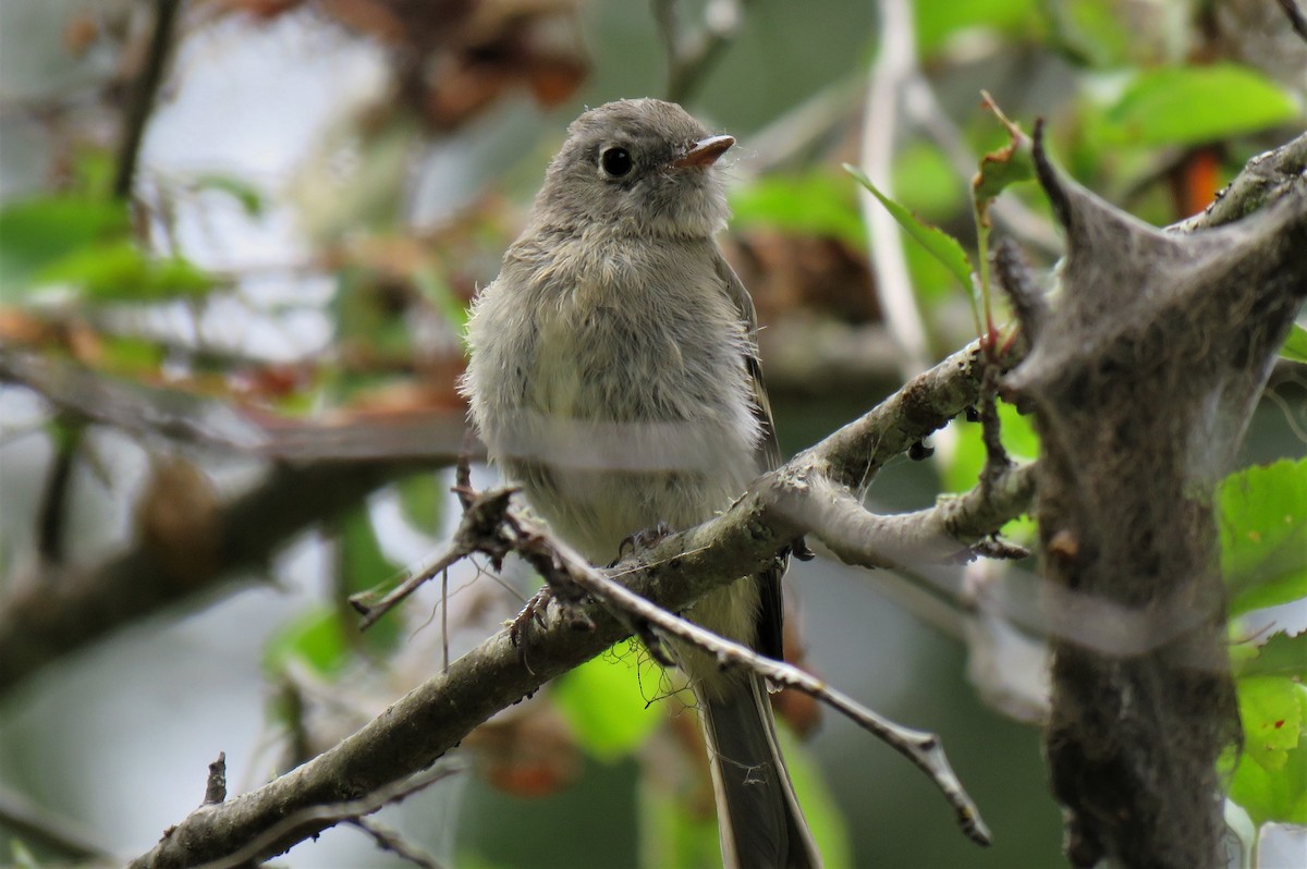 Hammond's Flycatcher - Teresa Weismiller