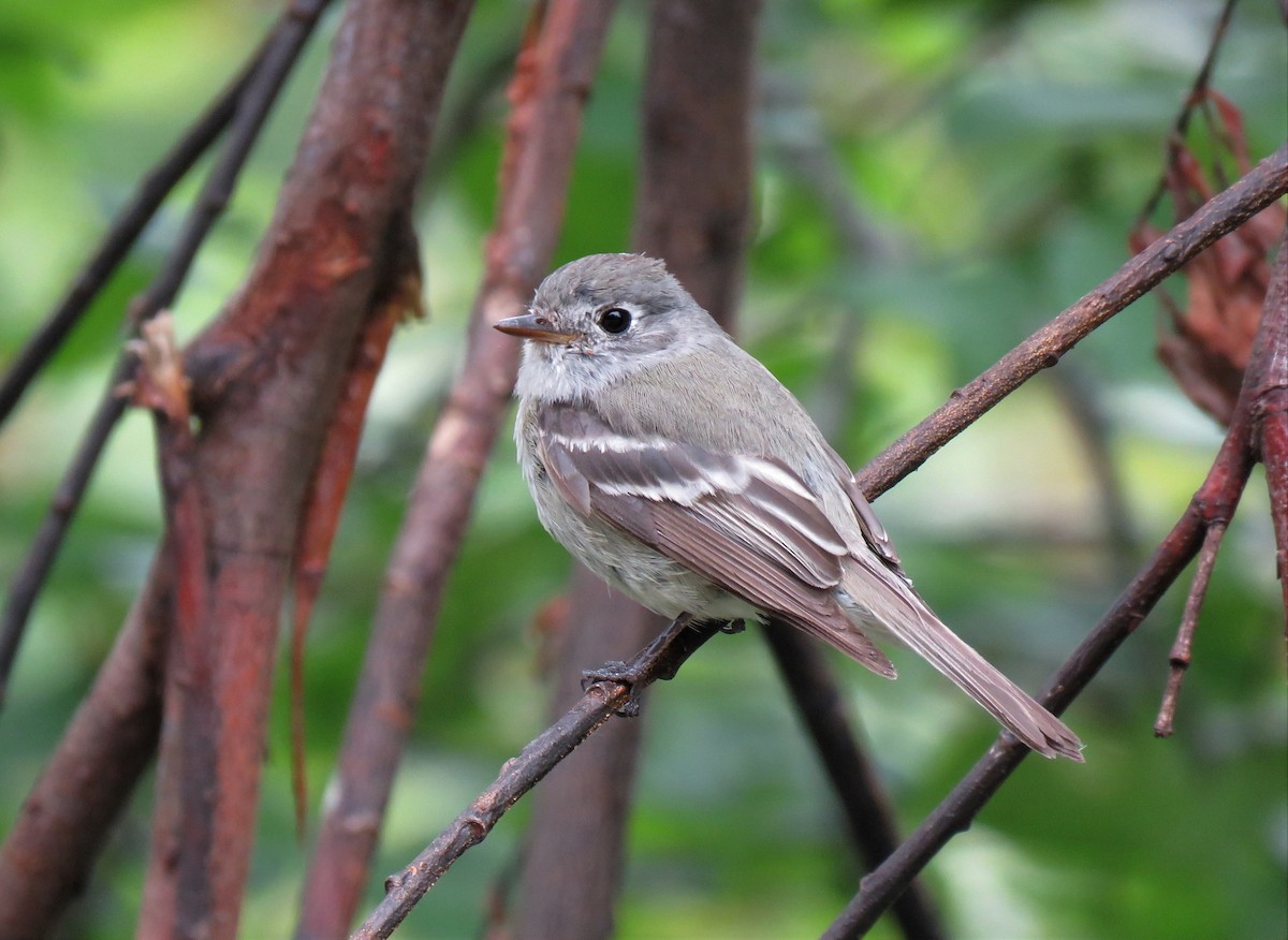 Hammond's Flycatcher - Teresa Weismiller