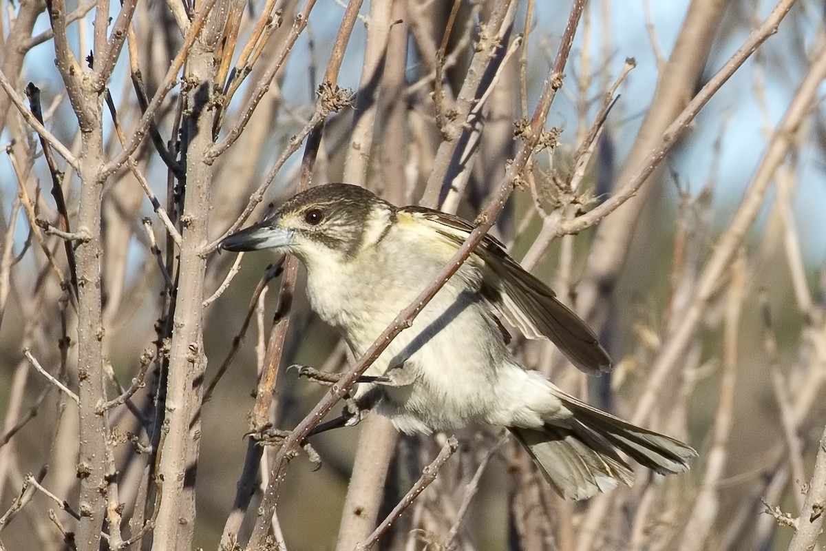 Gray Butcherbird - ML249864711