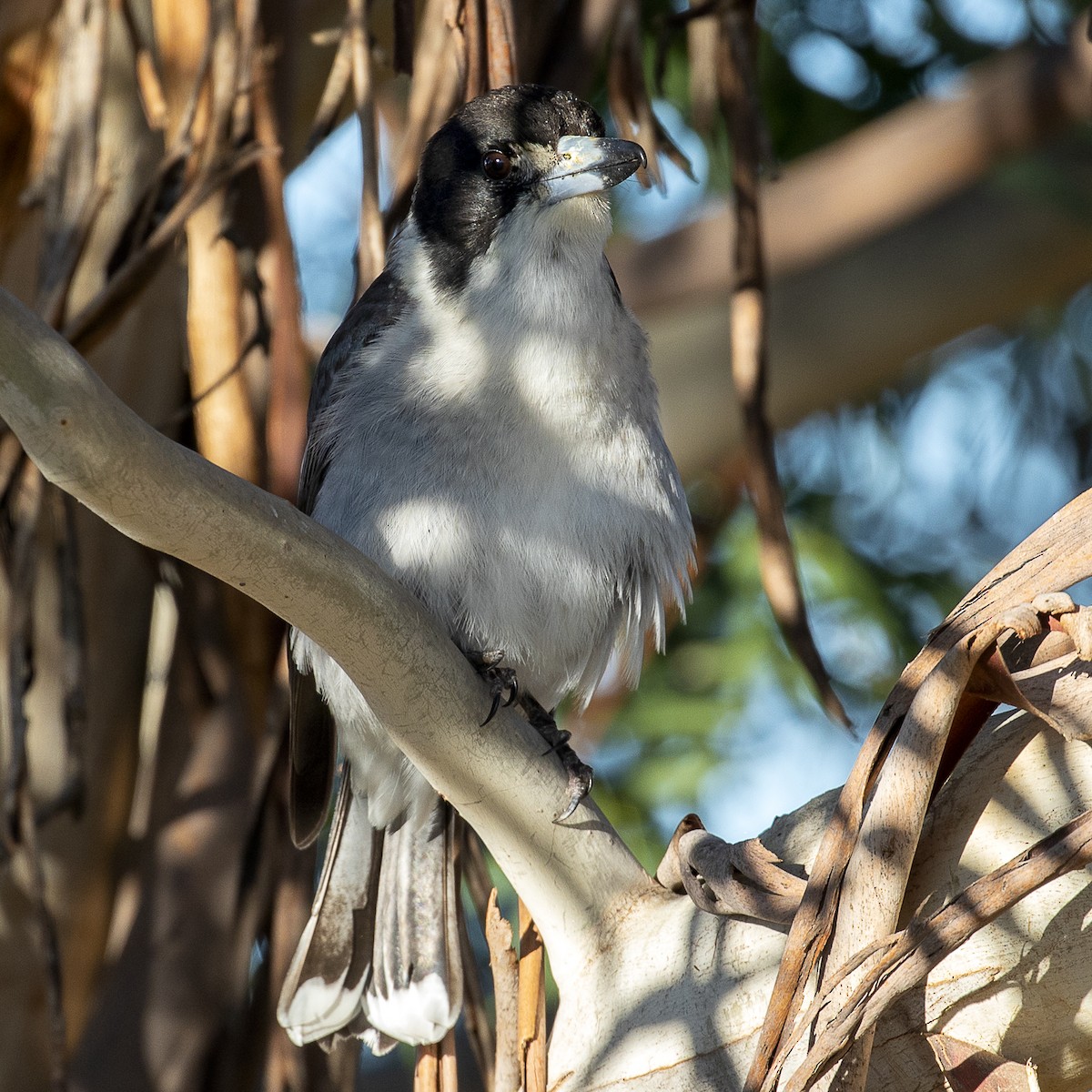 Gray Butcherbird - ML249864721