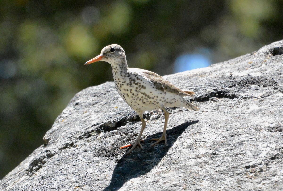 Spotted Sandpiper - ML249865601