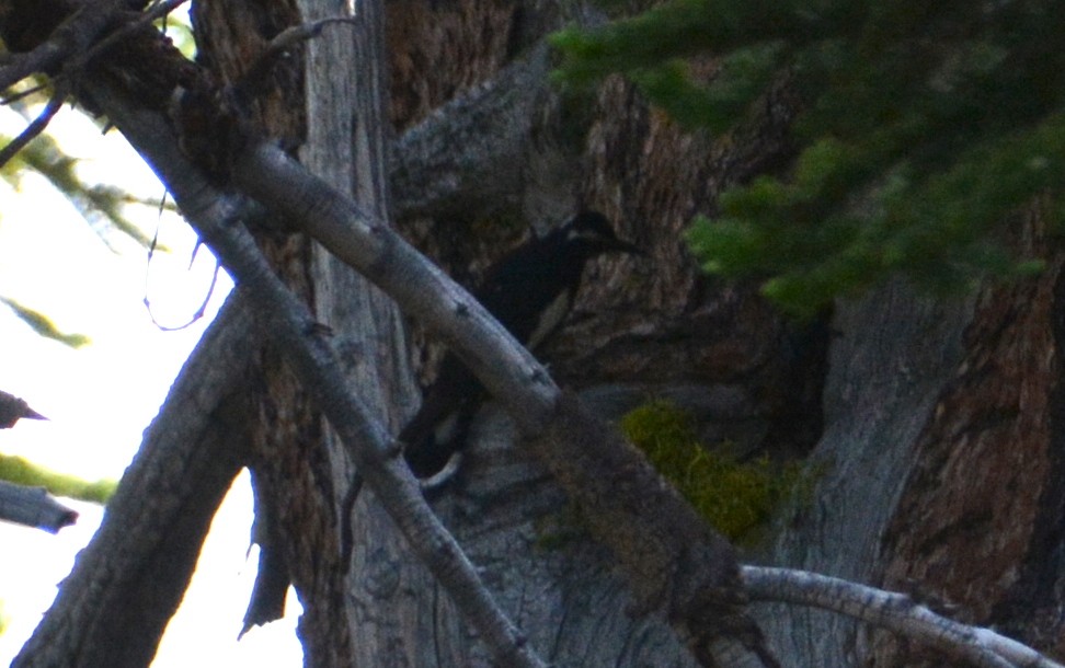 Williamson's Sapsucker - ML249866261