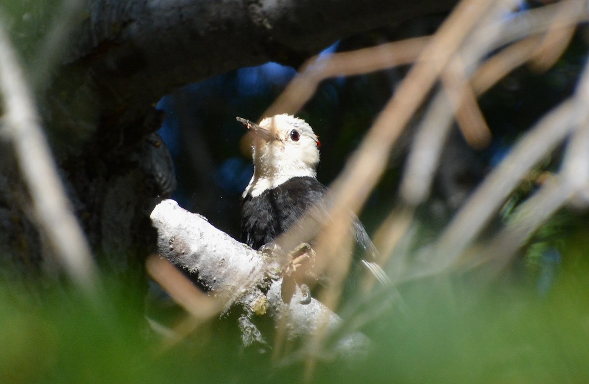 White-headed Woodpecker - ML249866291