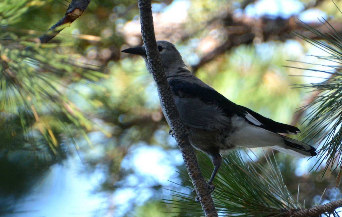 Clark's Nutcracker - ML249866341