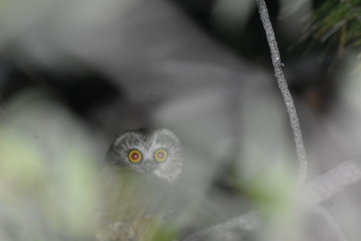 Northern Saw-whet Owl - ML249867941