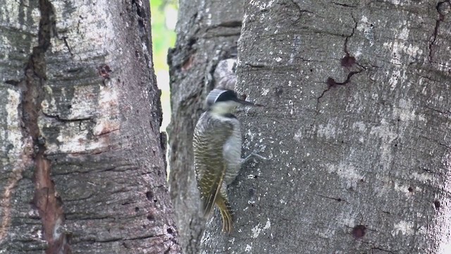 Bearded Woodpecker - ML249869761