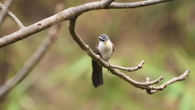 White-browed Scimitar-Babbler - ML249870581