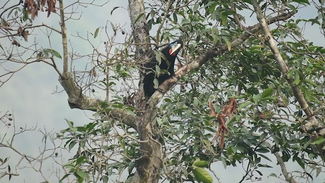 Rufous-necked Hornbill - ML249870611