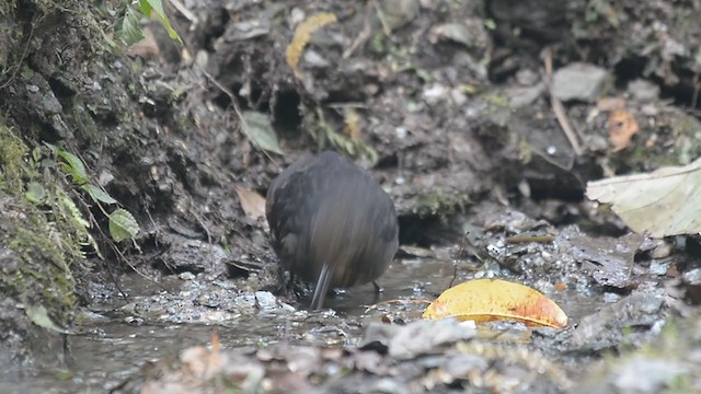 Long-billed Thrush - ML249870741