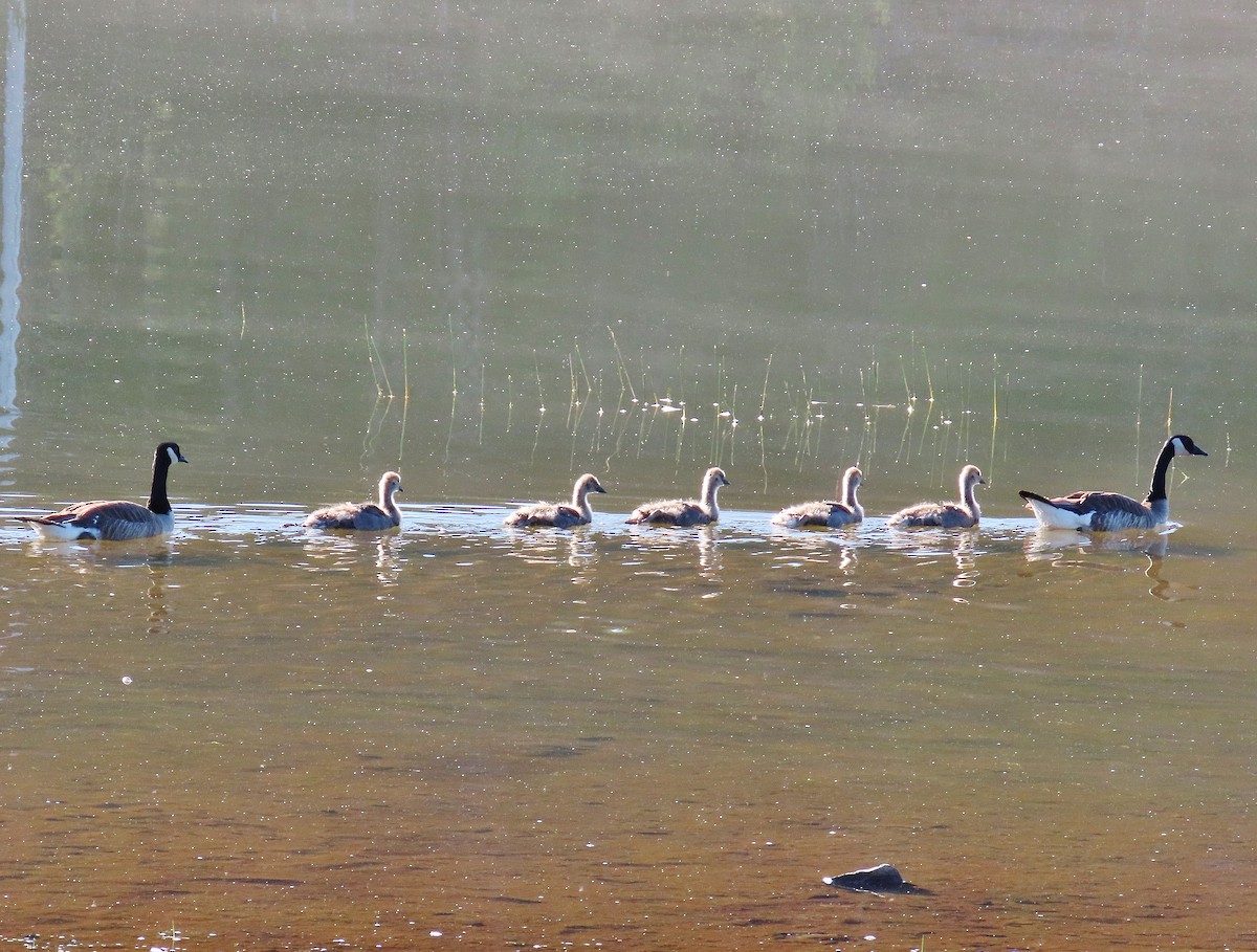 Canada Goose - ML249870791