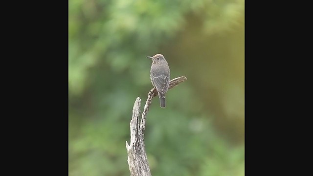 Blue Rock-Thrush - ML249871191