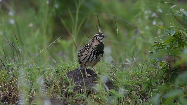 Rain Quail - ML249873081