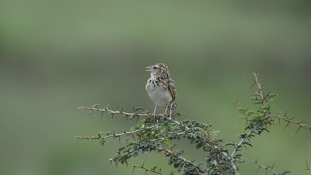 Indian Bushlark - ML249873141