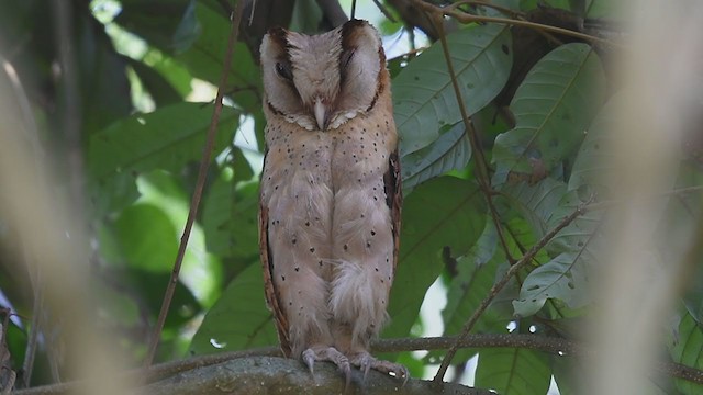 Sri Lanka Bay-Owl - ML249873491