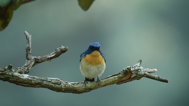 Tickell's Blue Flycatcher - ML249874191