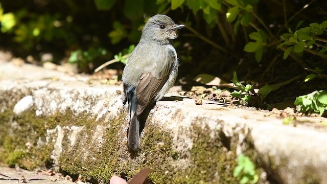 Nilgiri Flycatcher - ML249874291