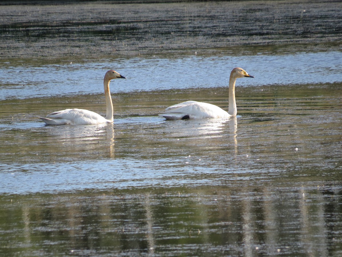 Whooper Swan - ML249874981