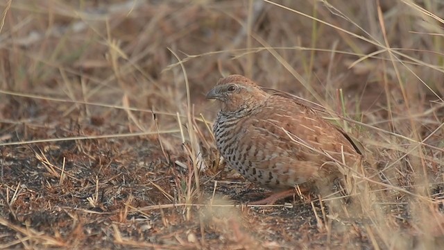 Rock Bush-Quail - ML249875041