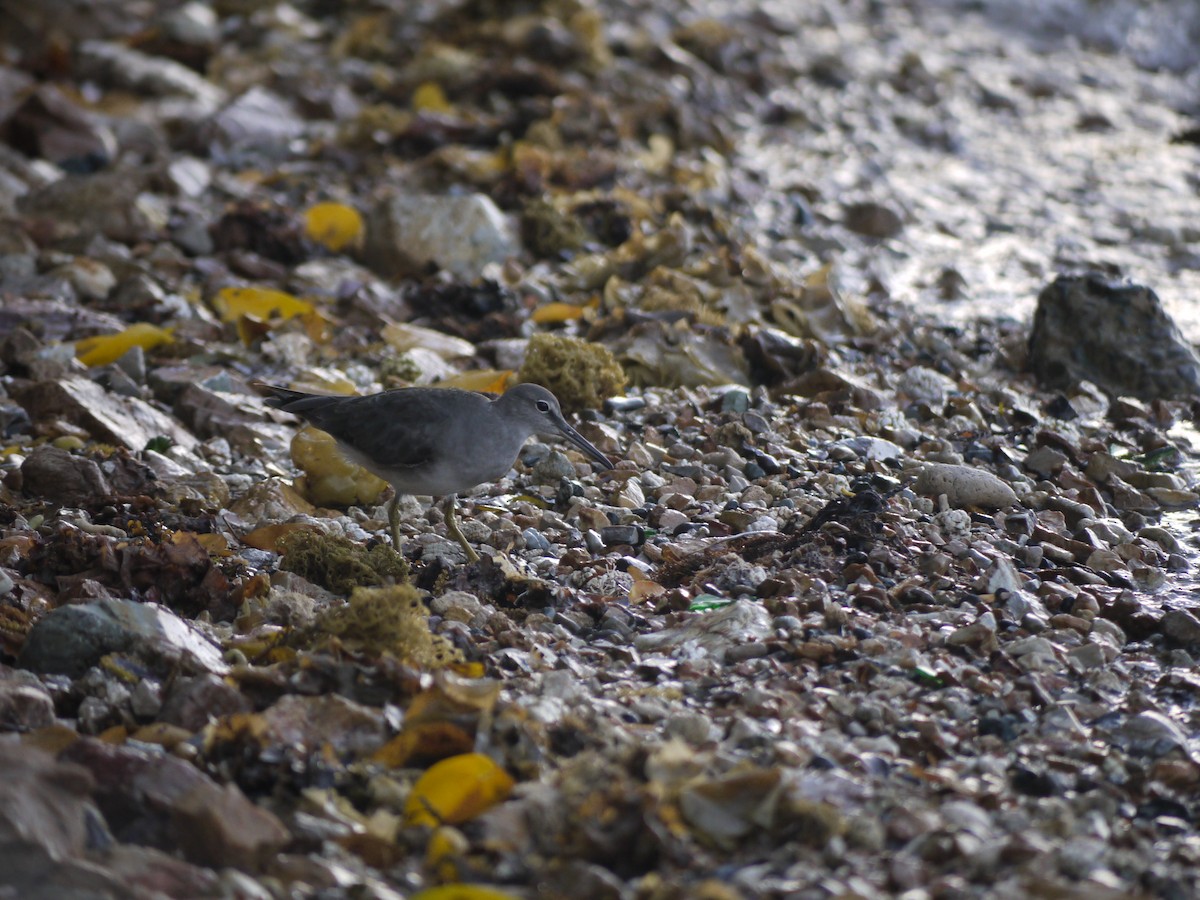 Wandering Tattler - ML249875281