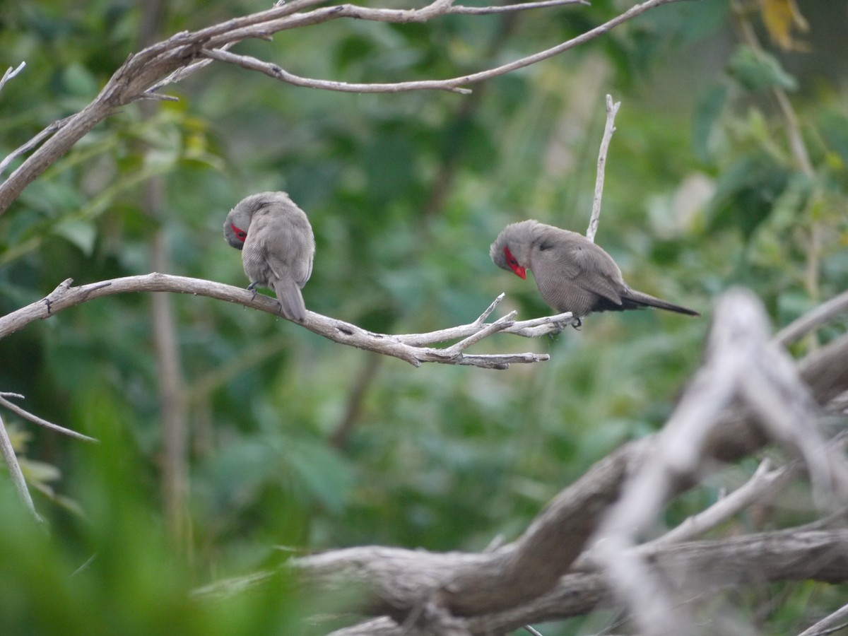 Common Waxbill - ML249875361