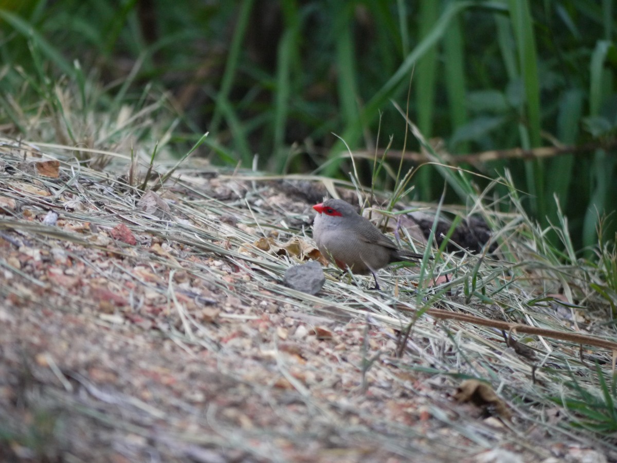 Common Waxbill - ML249875371