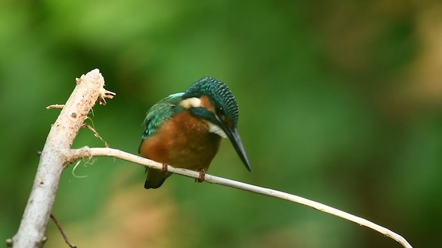 Martin-pêcheur d'Europe - ML249875861