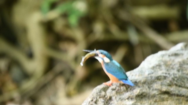 Martin-pêcheur d'Europe - ML249876351