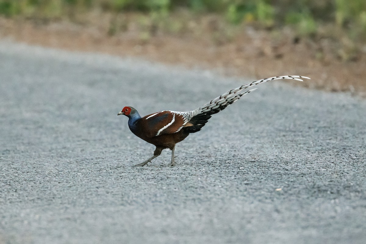 Mrs. Hume's Pheasant - ML249878101