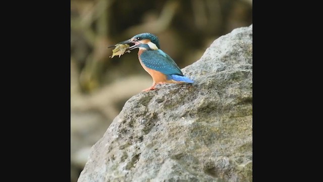 Common Kingfisher - ML249878561