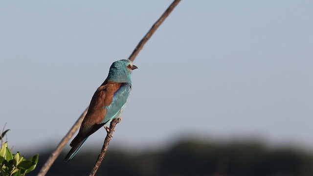 European Roller - ML249879231