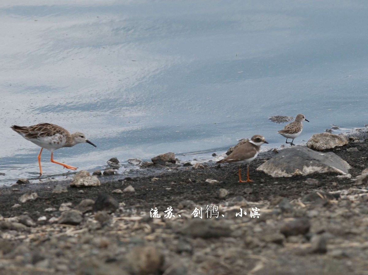 Little Stint - ML249879801