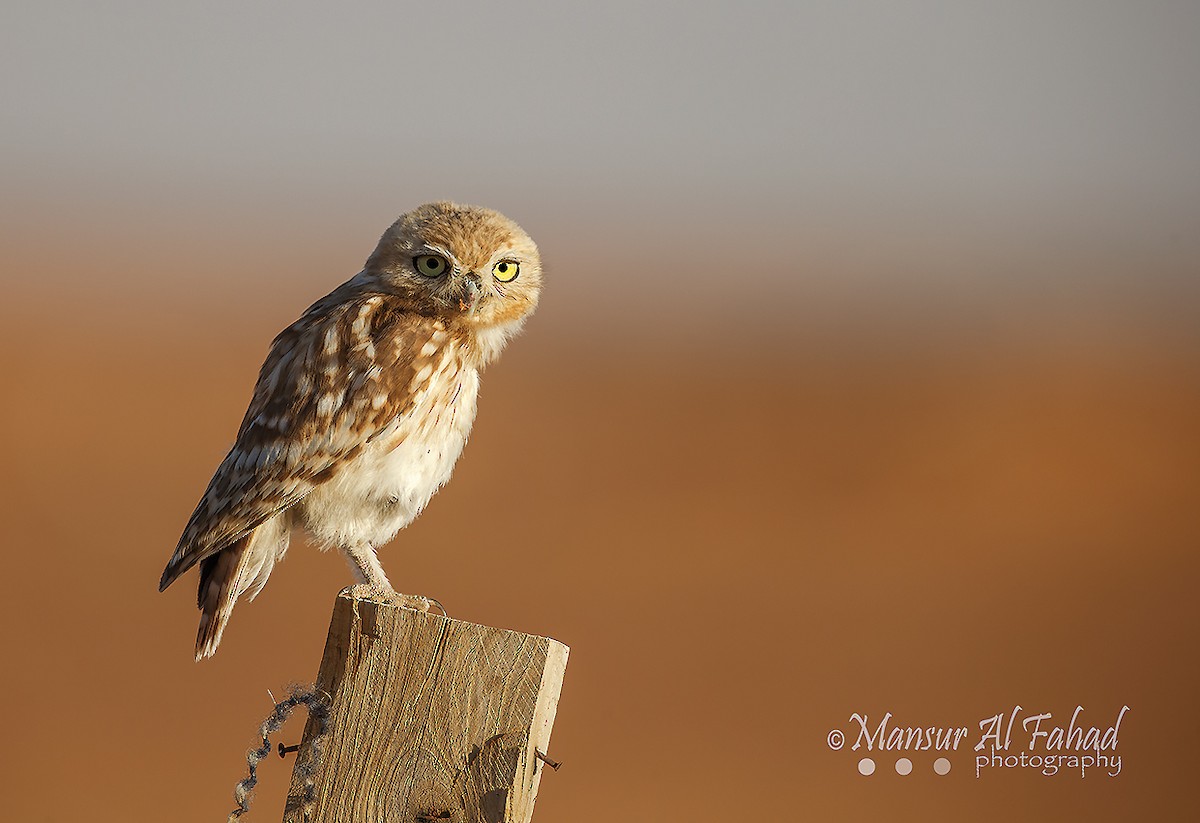 Little Owl - ML249880291