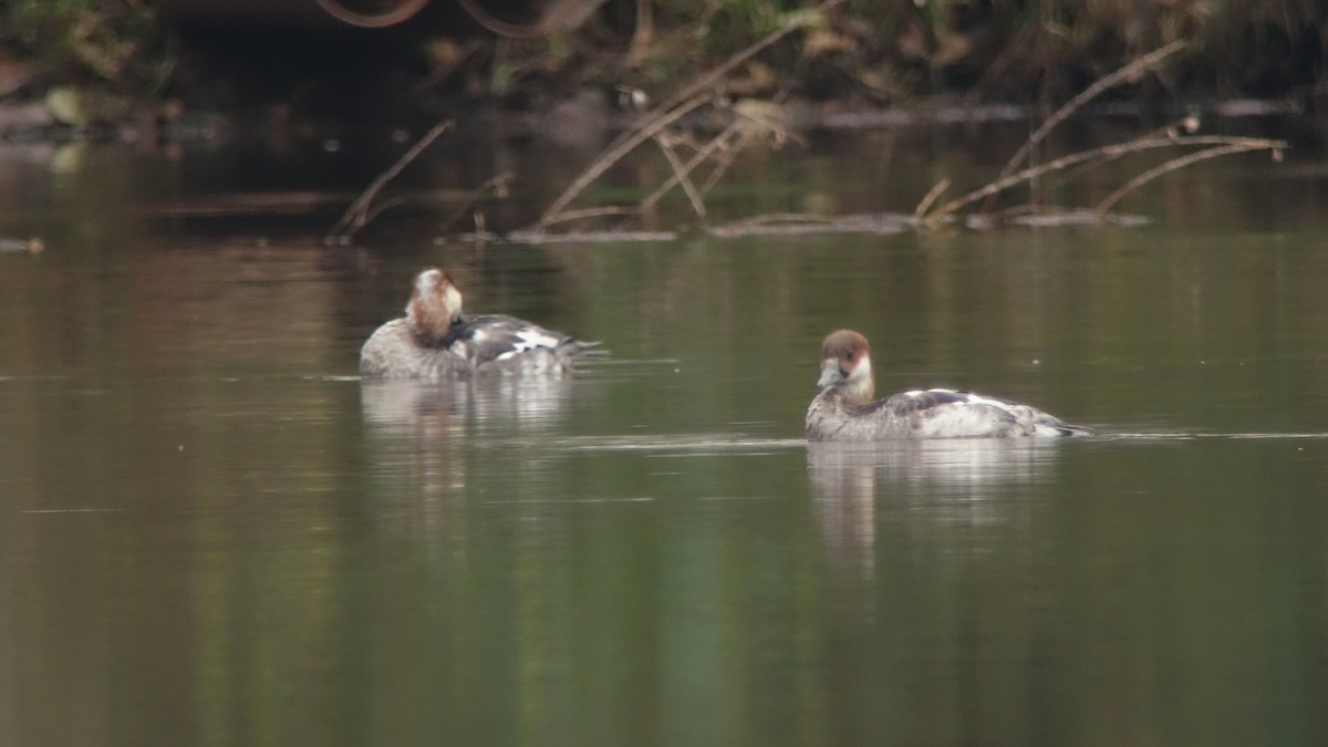 Smew - ML249881161