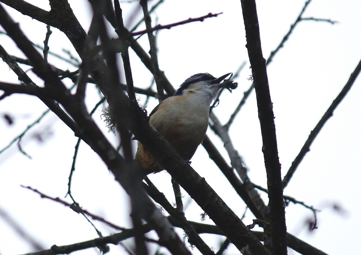 White-tailed Nuthatch - ML249882851