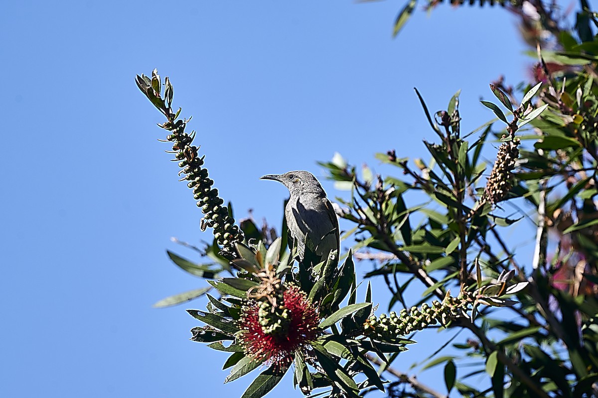 Brown Honeyeater - Gary & Robyn Wilson