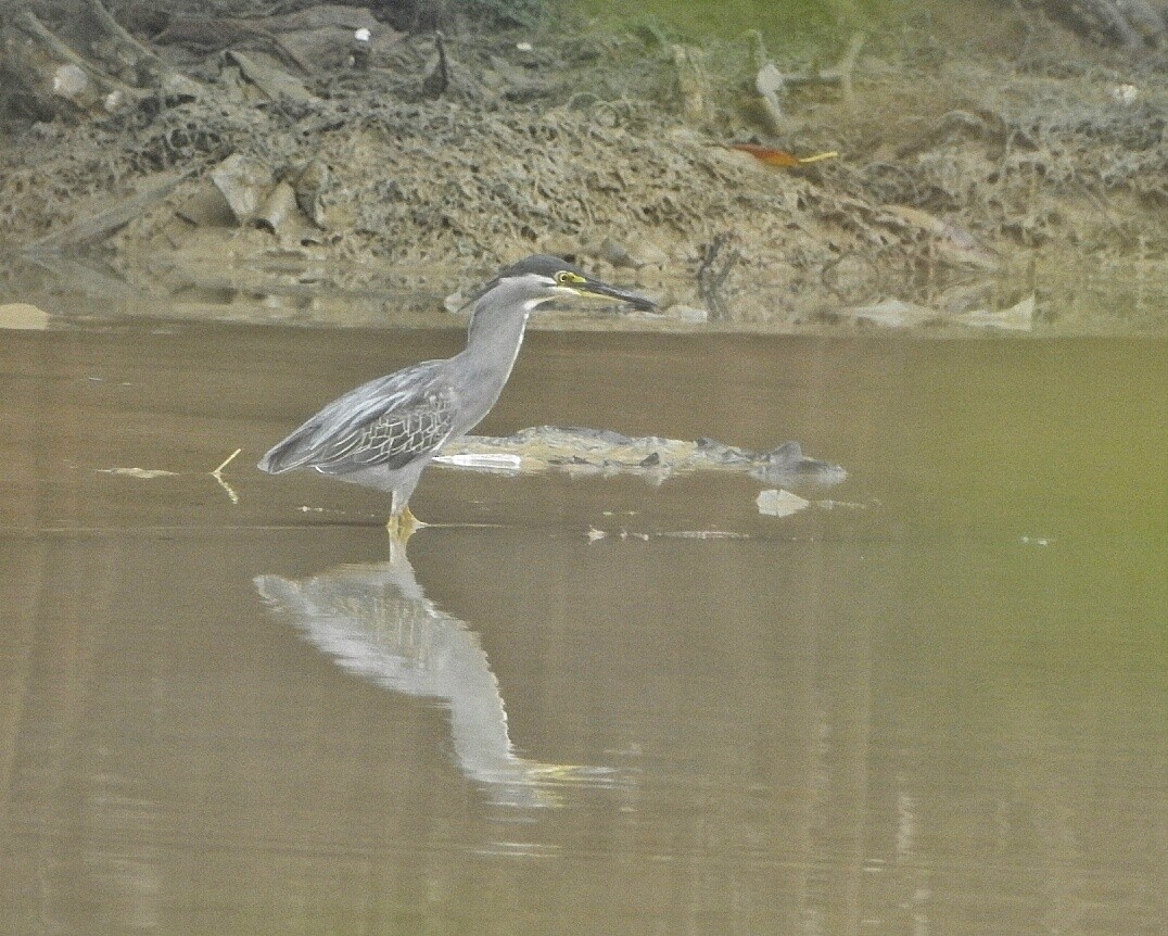 Striated Heron - ML249885871