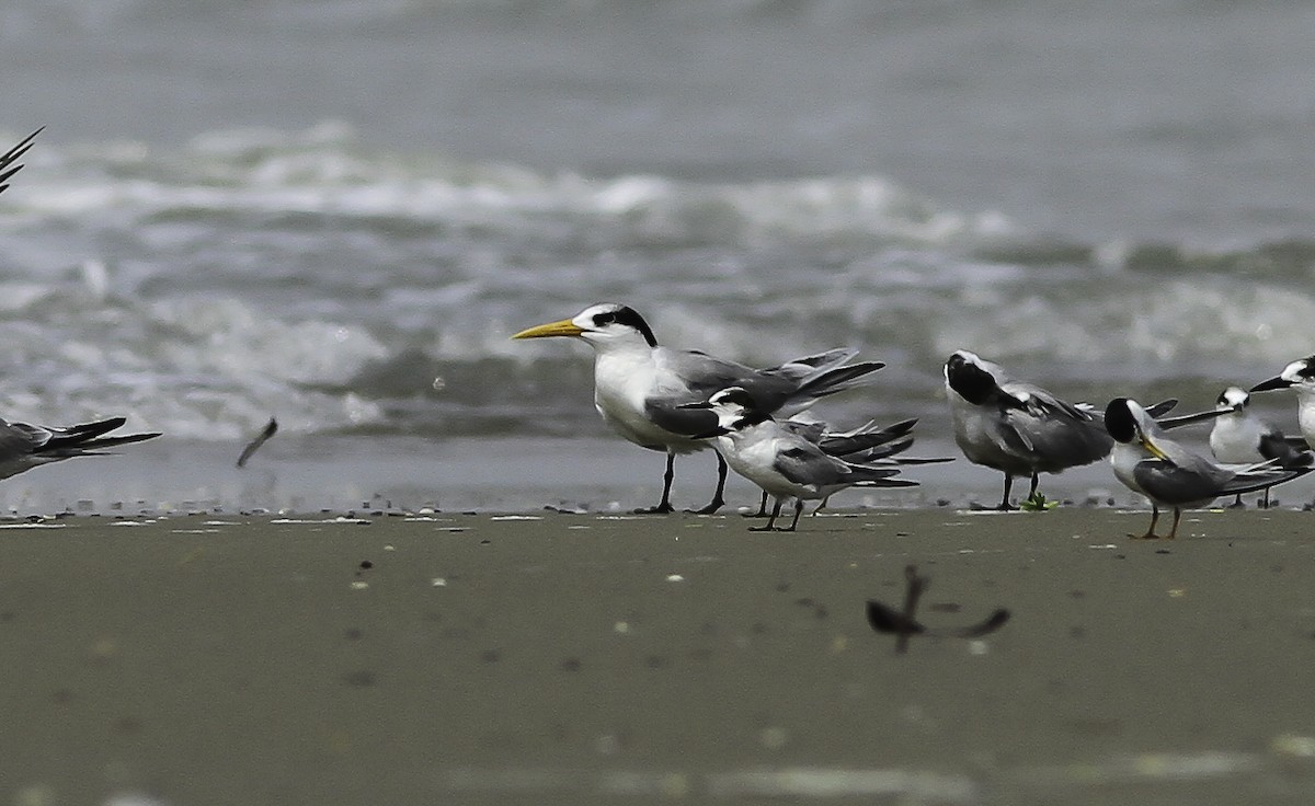 Lesser Crested Tern - ML249886371